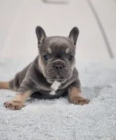 AKC Miles, a male French Bulldog for sale in Joplin, MO – 2 of 8