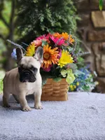 AKC Biscuit, a female French Bulldog for sale in Joplin, MO – 2 of 4