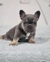 AKC Miles, a male French Bulldog for sale in Joplin, MO – 3 of 8