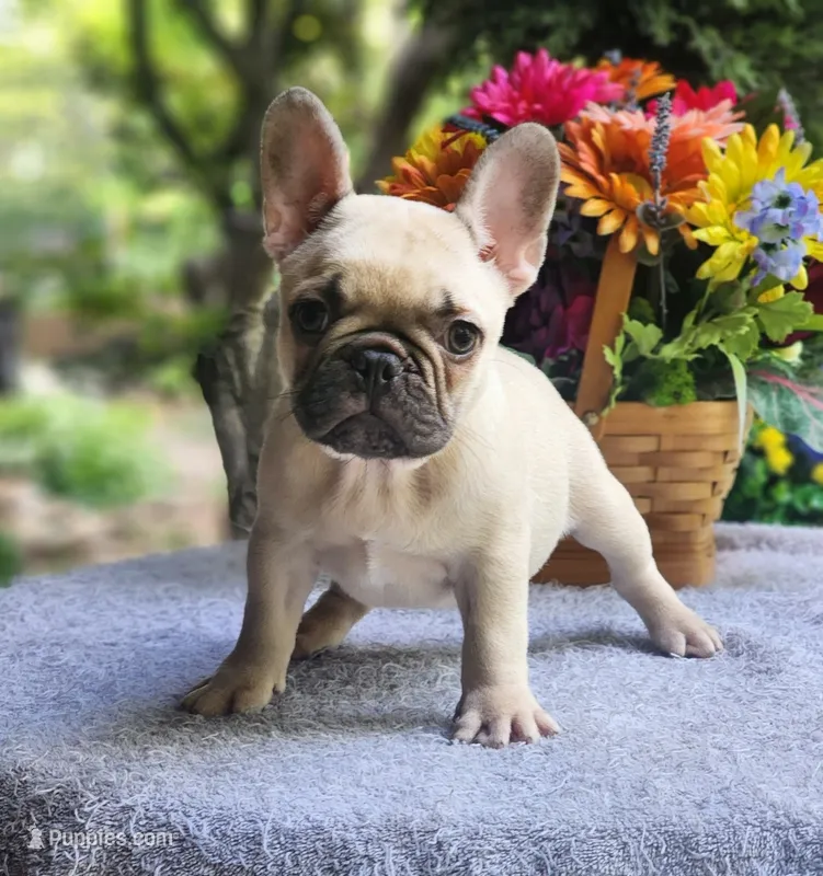 AKC Jack – French Bulldog puppy for sale in Joplin, MO