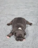 AKC Jade, a female French Bulldog for sale in Joplin, MO – 4 of 4