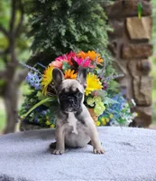 AKC Olive, a female French Bulldog for sale in Joplin, MO – 1 of 4