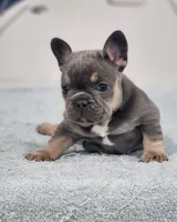AKC Miles, a male French Bulldog for sale in Joplin, MO – 5 of 8