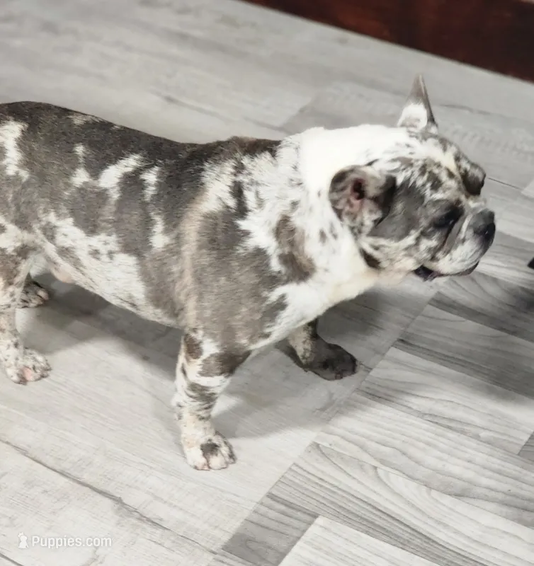 AKC Jack – French Bulldog puppy for sale in Joplin, MO