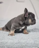 AKC Miles, a male French Bulldog for sale in Joplin, MO – 6 of 8