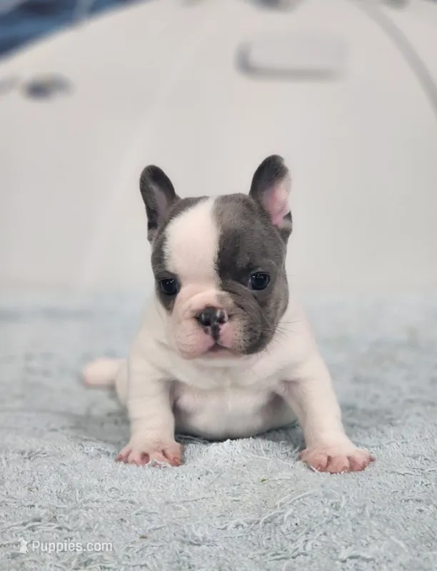 AKC Hadley – French Bulldog puppy for sale in Joplin, MO