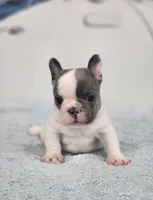 AKC Hadley, a female French Bulldog for sale in Joplin, MO – 1 of 8