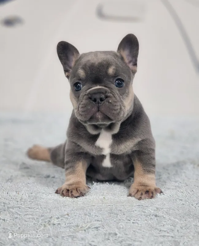 AKC Miles – French Bulldog puppy for sale in Joplin, MO