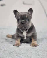 AKC Miles, a male French Bulldog for sale in Joplin, MO – 1 of 8