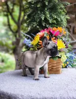 AKC Sadie, a female French Bulldog for sale in Joplin, MO – 2 of 4