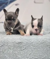 AKC Miles, a male French Bulldog for sale in Joplin, MO – 7 of 8