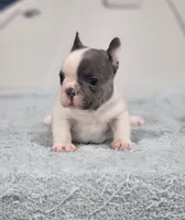AKC Hadley, a female French Bulldog for sale in Joplin, MO – 3 of 8
