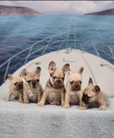AKC Griffey, a male French Bulldog for sale in Joplin, MO – 6 of 6