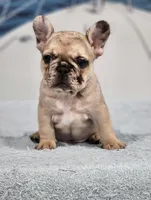 AKC Griffey, a male French Bulldog for sale in Joplin, MO – 5 of 6