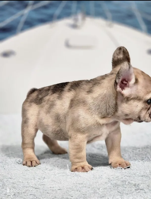 AKC Griffey – French Bulldog puppy for sale in Joplin, MO