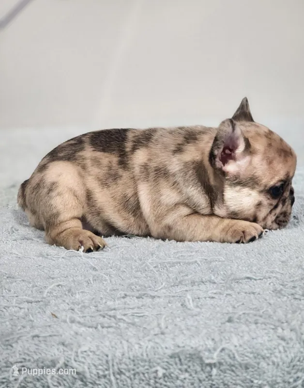 AKC Griffey – French Bulldog puppy for sale in Joplin, MO