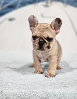 AKC Griffey, a male French Bulldog for sale in Joplin, MO – 2 of 6