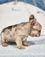 AKC Griffey, a male French Bulldog for sale in Joplin, MO – 4 of 6