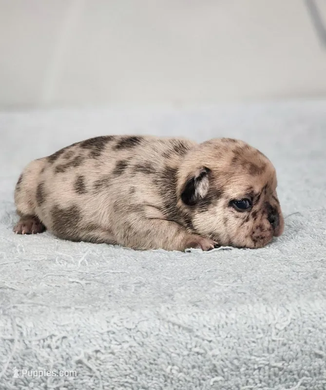 AKC Griffey – French Bulldog puppy for sale in Joplin, MO