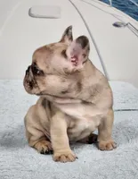 AKC Griffey, a male French Bulldog for sale in Joplin, MO – 3 of 6