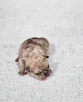 AKC Griffey, a male French Bulldog for sale in Joplin, MO – Photo 2 of 3