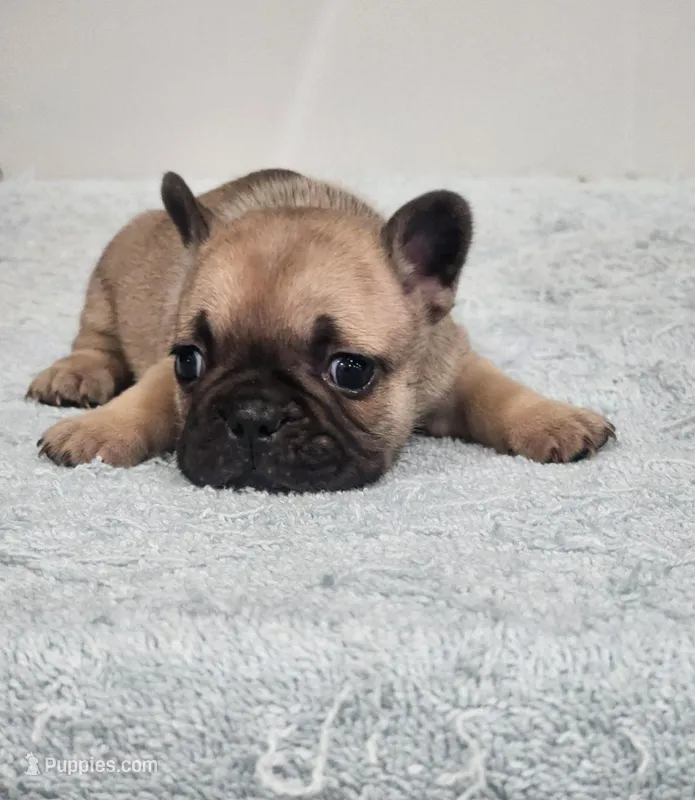 AKC Holly – French Bulldog puppy for sale in Joplin, MO