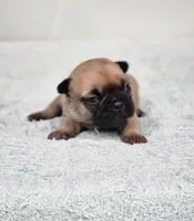 AKC Holly, a female French Bulldog for sale in Joplin, MO – Photo 3 of 3