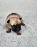 AKC Holly, a female French Bulldog for sale in Joplin, MO – Photo 2 of 3