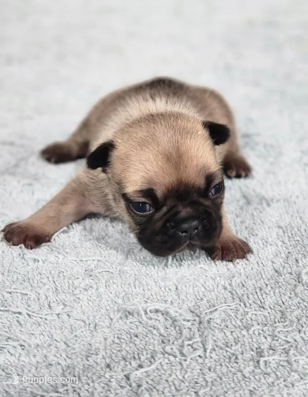 AKC Holly – French Bulldog puppy for sale in Joplin, MO