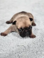 AKC Holly, a female French Bulldog for sale in Joplin, MO – Photo 1 of 3