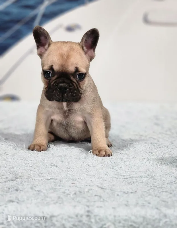 AKC Holly – French Bulldog puppy for sale in Joplin, MO