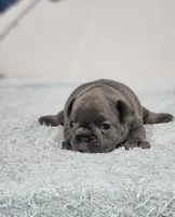 AKC Maddox, a male French Bulldog for sale in Joplin, MO – 2 of 4