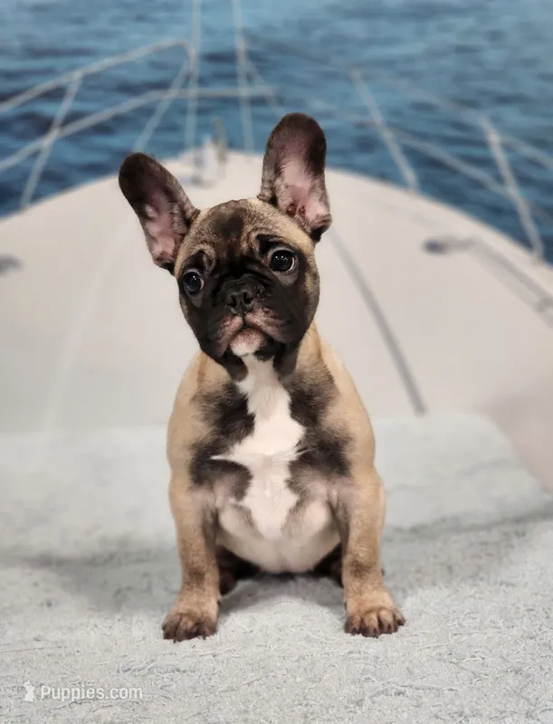 AKC Sadie – French Bulldog puppy for sale in Joplin, MO