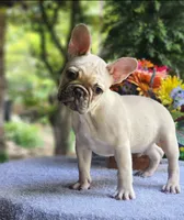 AKC Milo, a male French Bulldog for sale in Joplin, MO – 5 of 5