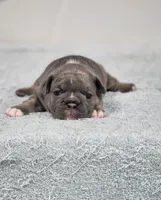 AKC Jade, a female French Bulldog for sale in Joplin, MO – 2 of 4