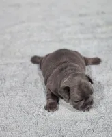 AKC Maddox, a male French Bulldog for sale in Joplin, MO – 1 of 4