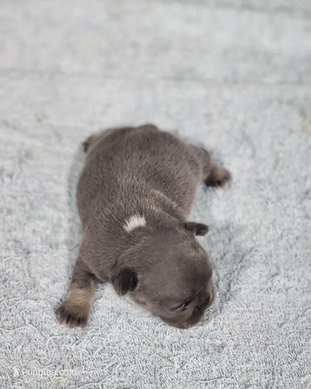 AKC Tory – French Bulldog puppy for sale in Joplin, MO