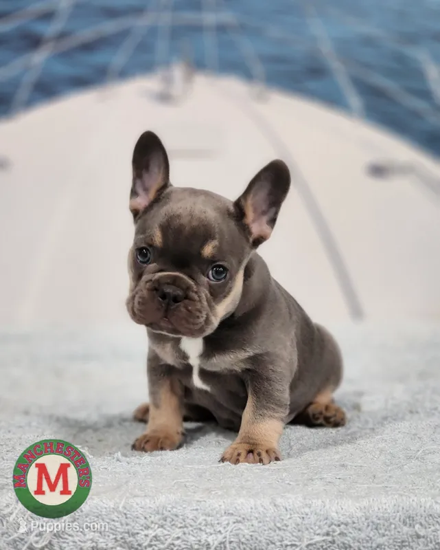 AKC Miles – French Bulldog puppy for sale in Joplin, MO