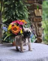 AKC Olive, a female French Bulldog for sale in Joplin, MO – 3 of 4