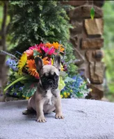 AKC Olive, a female French Bulldog for sale in Joplin, MO – 4 of 4