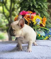AKC Jack, a male French Bulldog for sale in Joplin, MO – 3 of 4