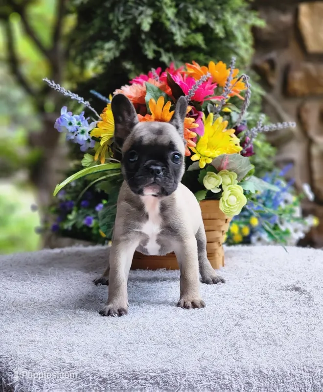 AKC Sadie – French Bulldog puppy for sale in Joplin, MO