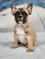 AKC Miles, a male French Bulldog for sale in Joplin, MO – Photo 2 of 4