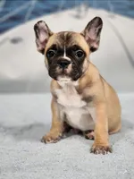 AKC Miles, a male French Bulldog for sale in Joplin, MO – Photo 1 of 4