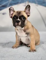 AKC Miles, a male French Bulldog for sale in Joplin, MO – Photo 3 of 4