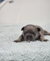 AKC Tory, a female French Bulldog for sale in Joplin, MO – 2 of 5