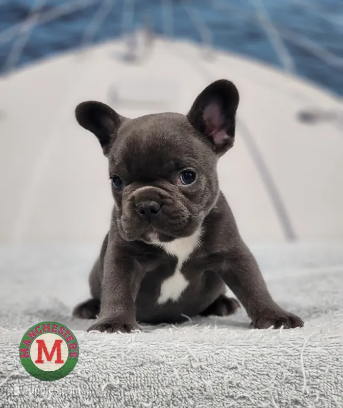 AKC Sawyer – French Bulldog puppy for sale in Joplin, MO