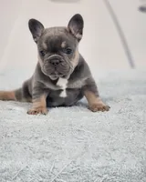 AKC Miles, a male French Bulldog for sale in Joplin, MO – 4 of 8