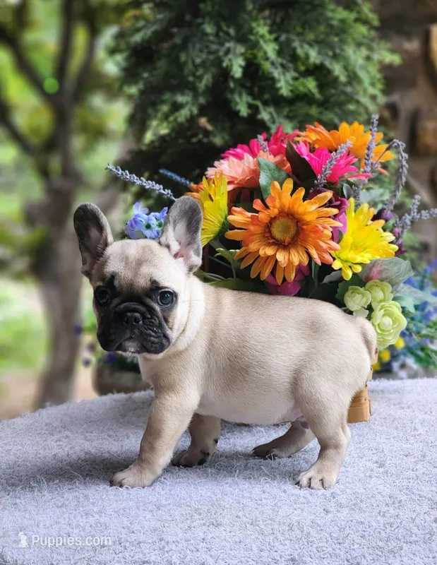 AKC Biscuit – French Bulldog puppy for sale in Joplin, MO