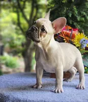 AKC Milo, a male French Bulldog for sale in Joplin, MO – 2 of 5